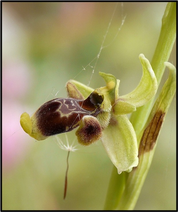 Ophrys conradiae